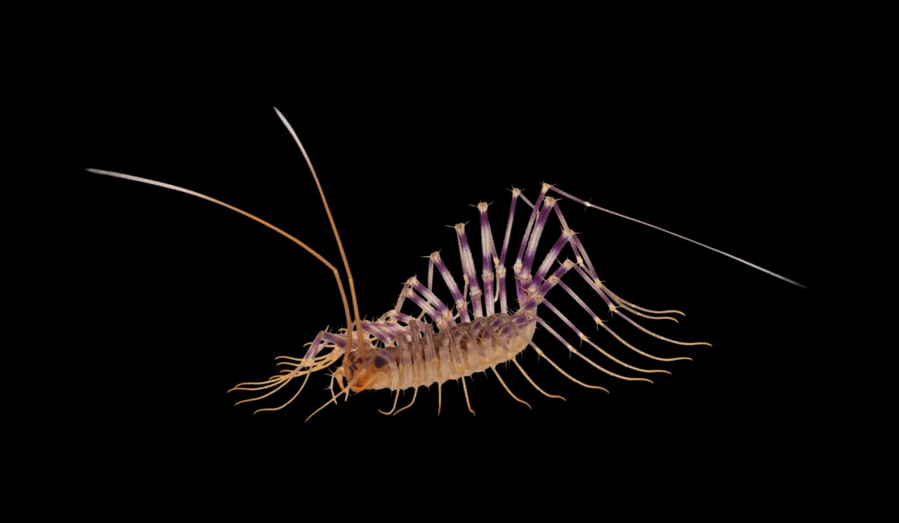 House centipede close-up