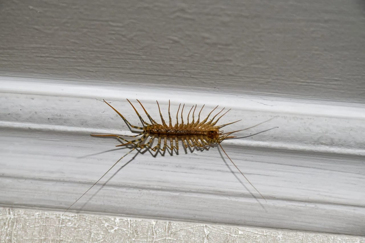 House centipede showing segmented body and legs