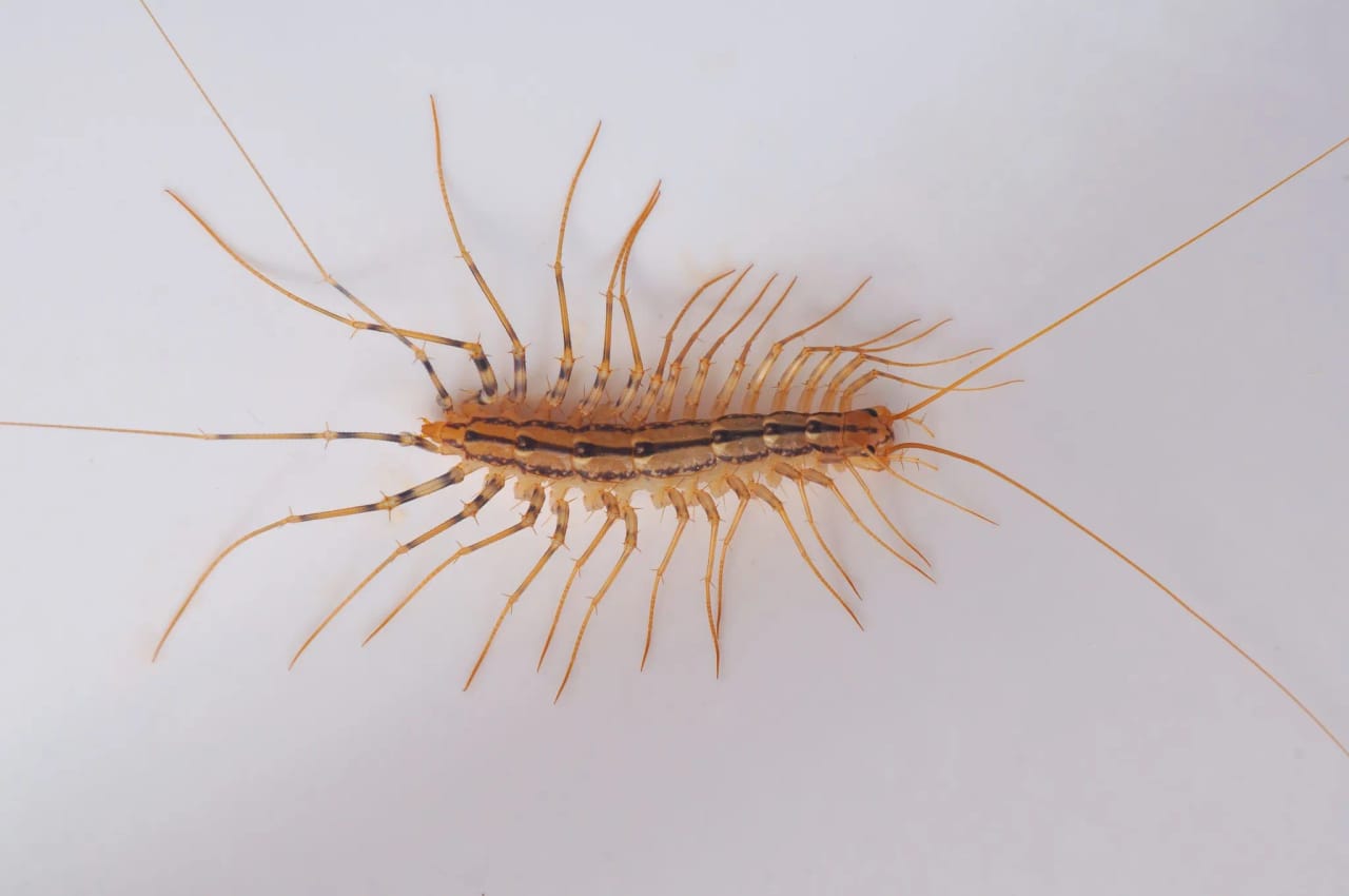 Entry points where house centipedes enter homes