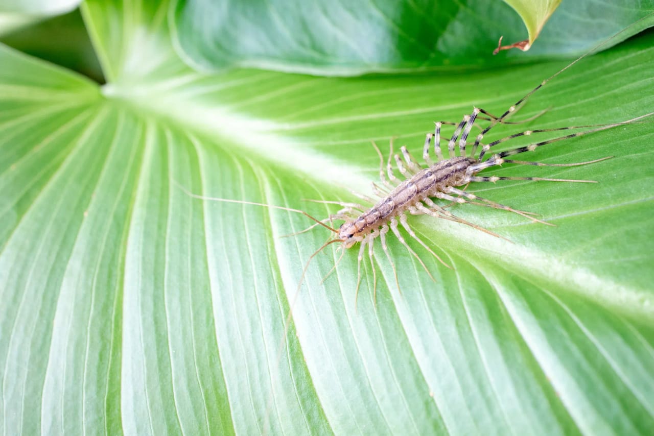 House centipede on a surface