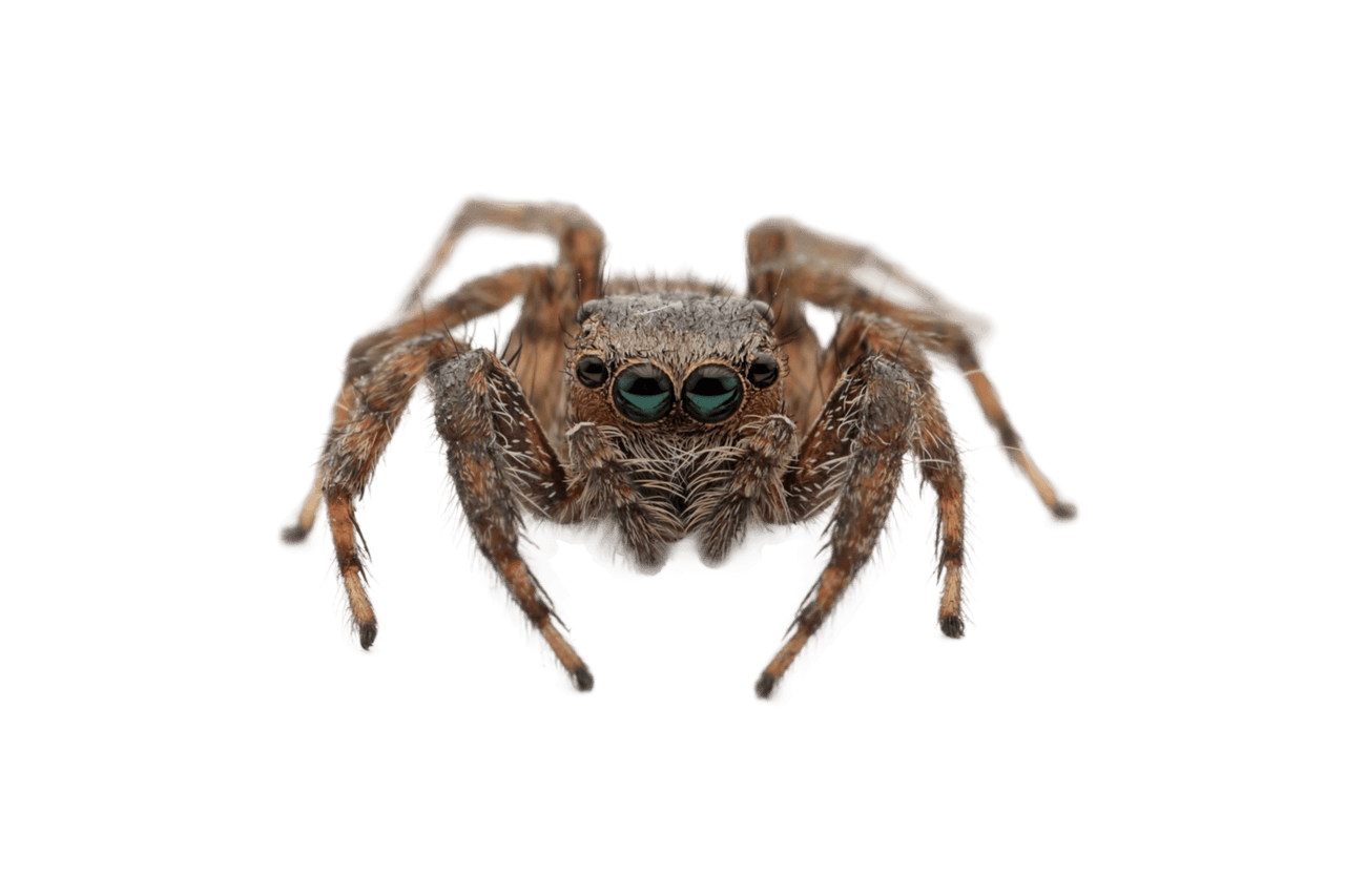 Close-up of a jumping spider