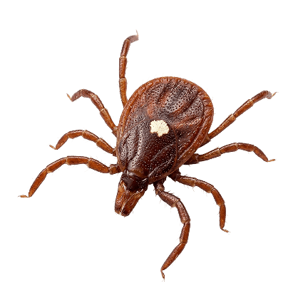 Close-up of a tick