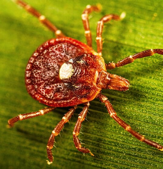 Tick identification close-up