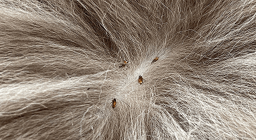 Spotting Ticks
