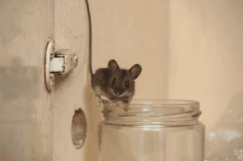 Mouse climbing on a jar
