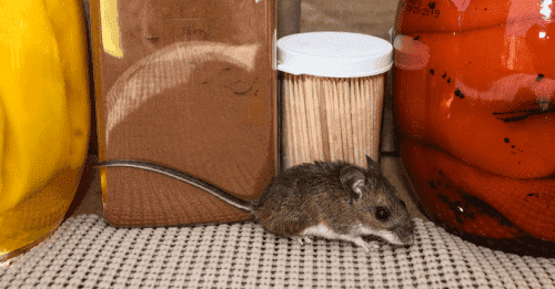 Mouse near food containers