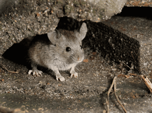 Mouse hiding under rocks