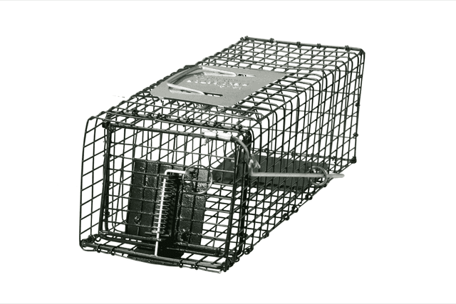 Setting humane catch-and-release traps