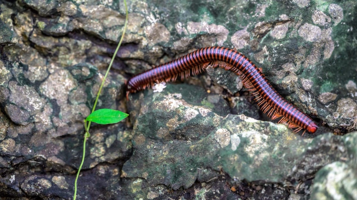 Millipede and centipede activity around the home