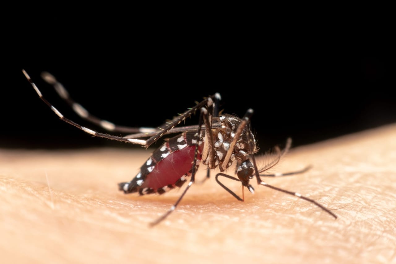 Asian Tiger Mosquito