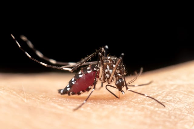 Aedes aegypti and Aedes albopictus (<a href="https://hawxpestcontrol.com/everything-you-need-to-know-about-asian-tiger-mosquitoes/" class="underline">Asian tiger mosquito</a>)