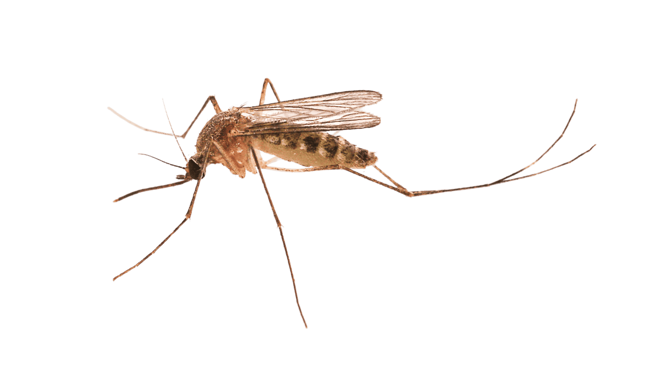 Close-up of a mosquito