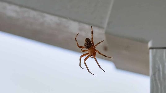Orb weaver spider catching prey in web
