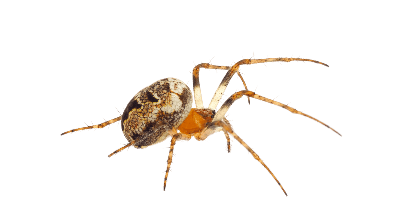 Close-up of an orb weaver spider