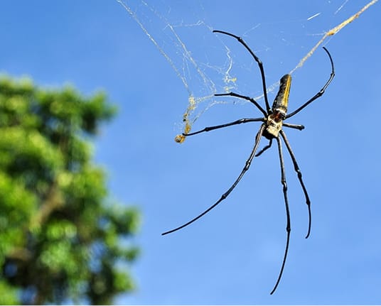 Orb weaver spider in its web