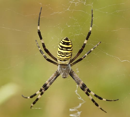 Orb weaver spider venomous information