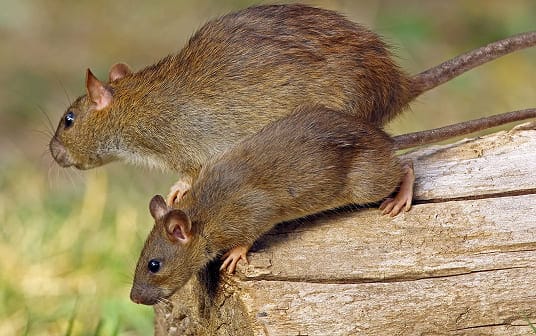 Pack rats on a log showing destructive behavior