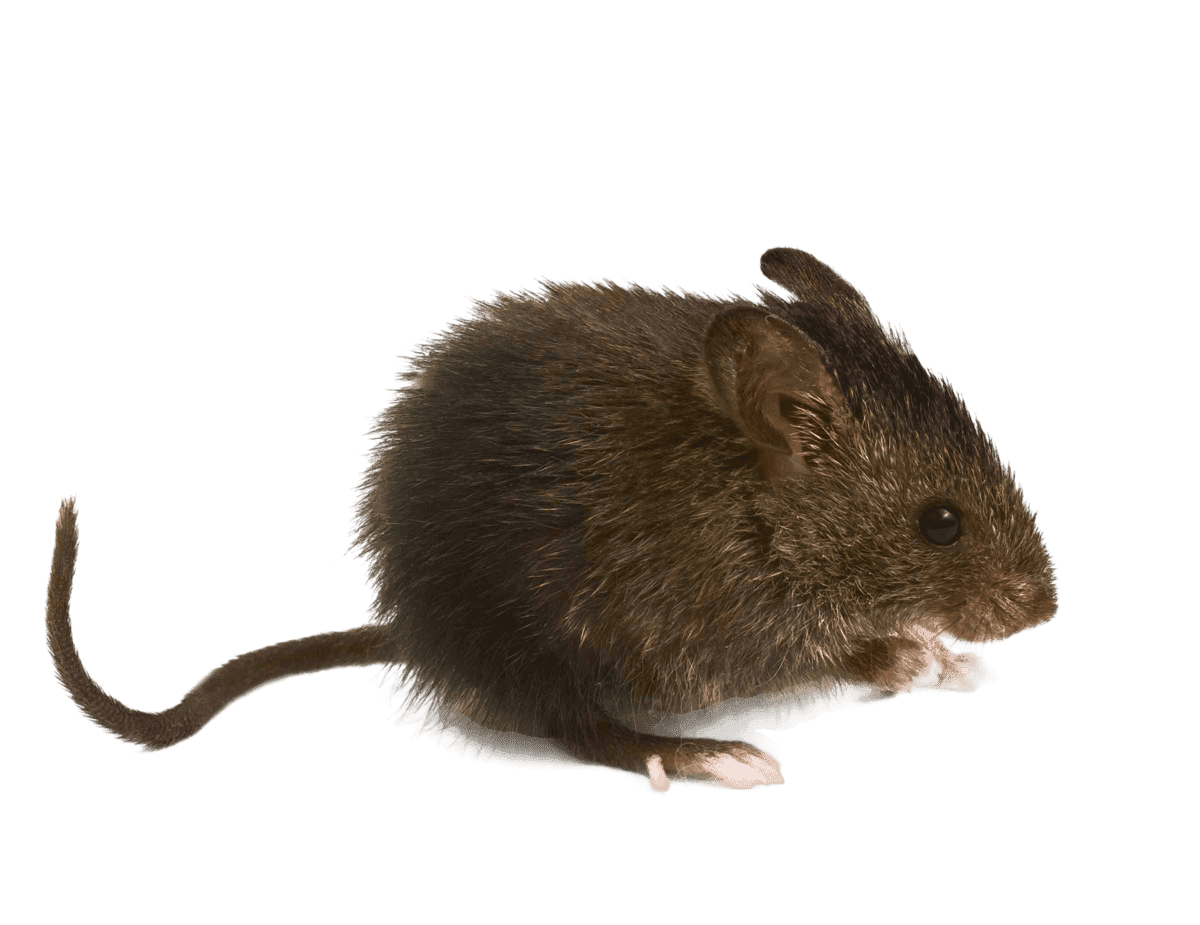 Close-up of a pack rat / wood rat