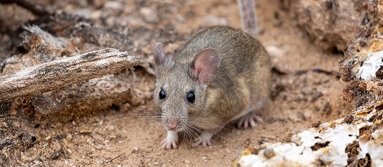 Pack rat in its natural habitat