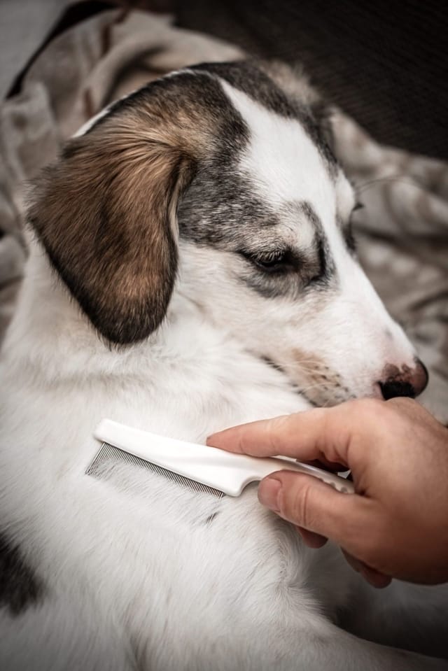 <strong>Observe your pet's behavior</strong> (they might lead you right to a rat's nest)