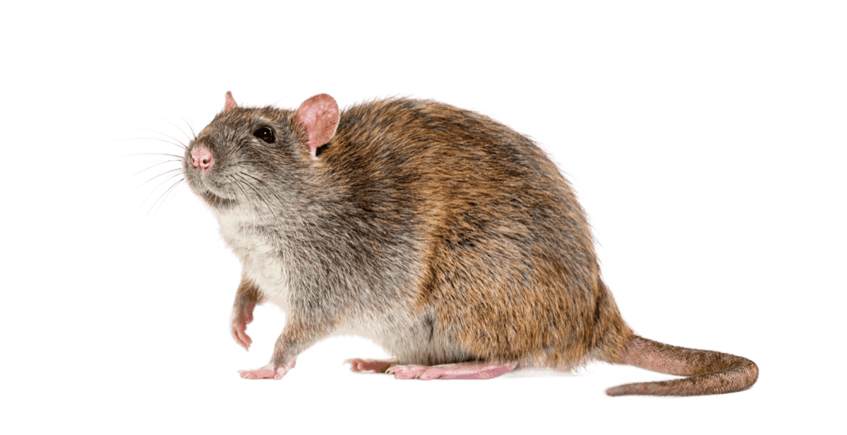 Close-up of a rodent