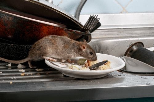 Rat near a gap in a home's exterior