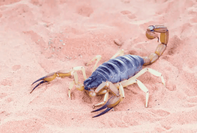 Arizona Hairy Scorpion (Hadrurus arizonensis)