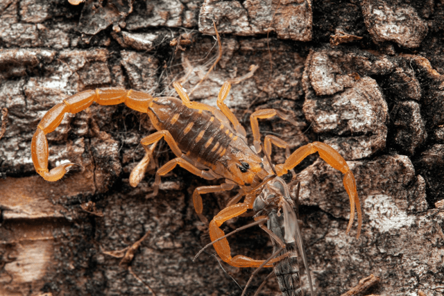 Bark Scorpion (Centruroides exilicauda)