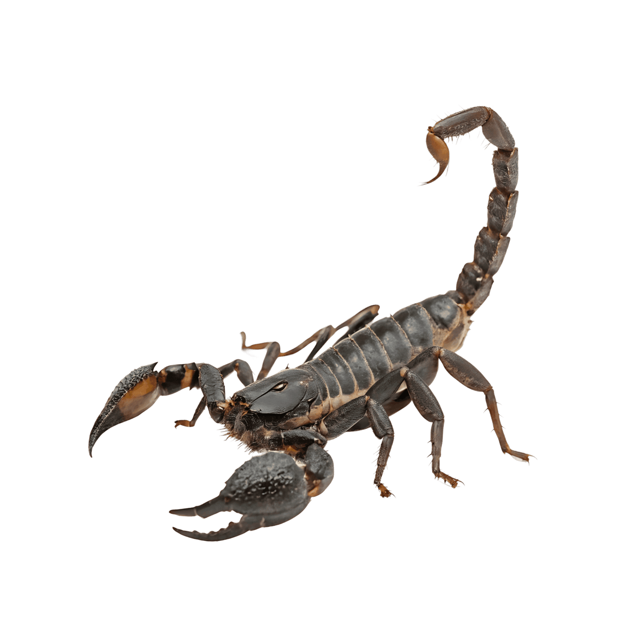 Close-up of a scorpion