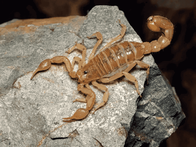 Stripedtail Scorpion (Vaejovis spinigerus)