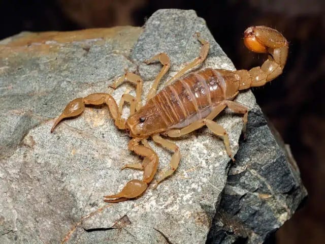 Stripetail Scorpion (Paravaejovis spinigerus)