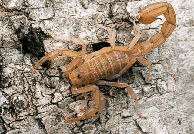 Yellow Ground Scorpion (Vaejovis confusus)