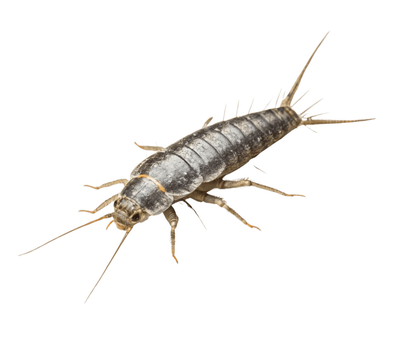 Close-up of a silverfish