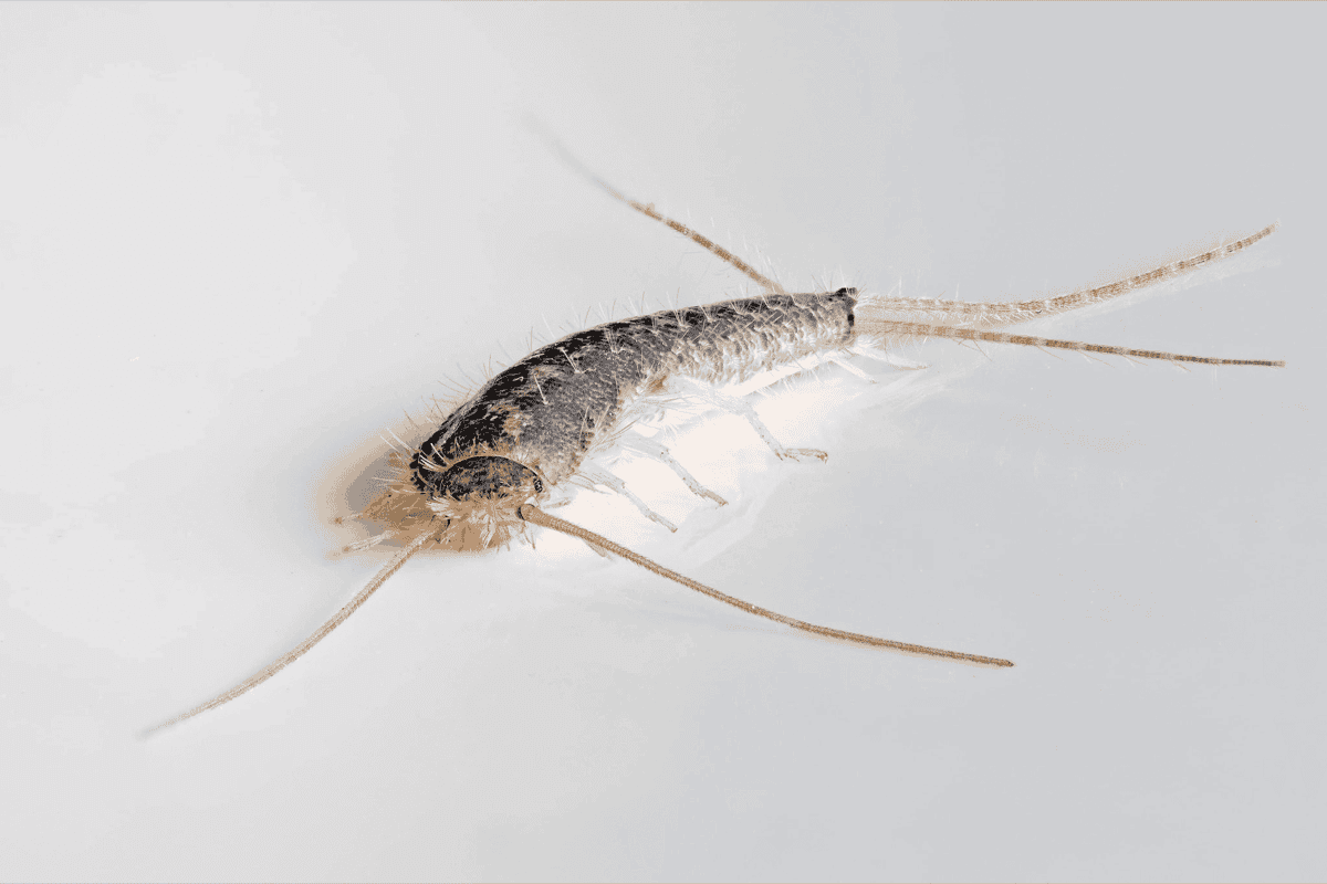 Silverfish identification