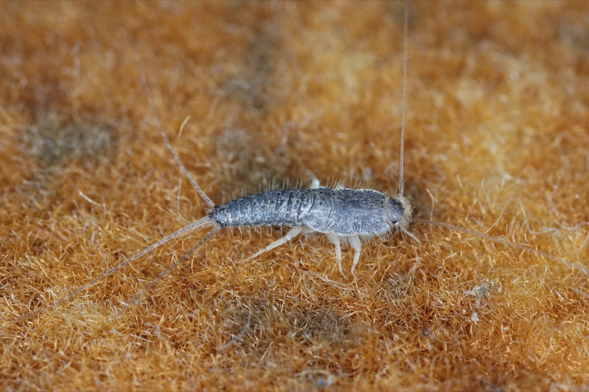Preventing silverfish infestations