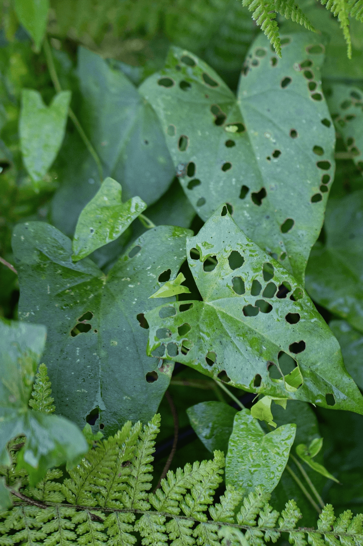 What snails and slugs eat
