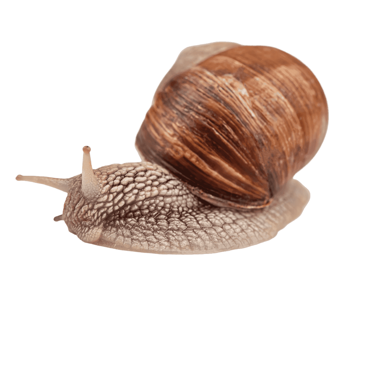 Close-up of a garden snail