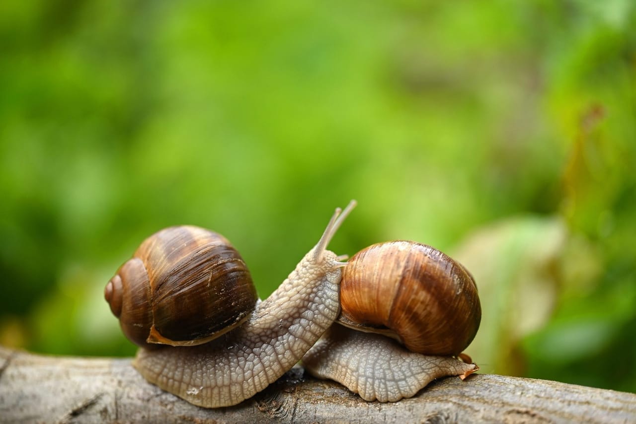 Snail and slug activity around the home