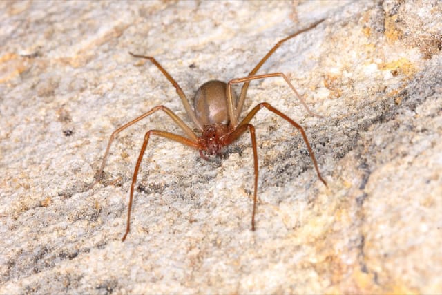 <a href="/brown-recluse-vs-house-spider-a-comparison-guide/" class="underline">Brown Recluse</a> (Loxosceles reclusa)