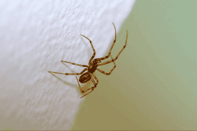 Common House Spider (Parasteatoda tepidariorum)