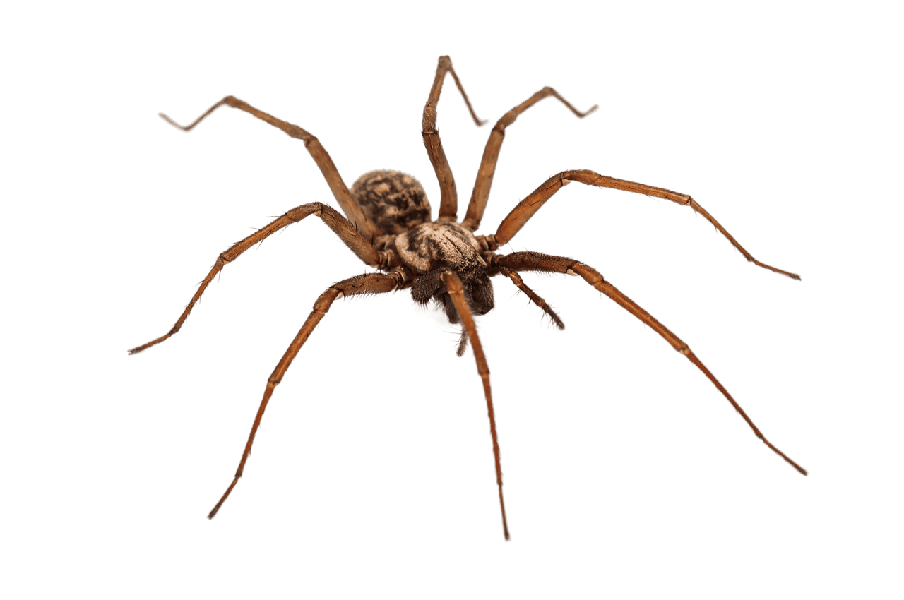 Close-up of a spider