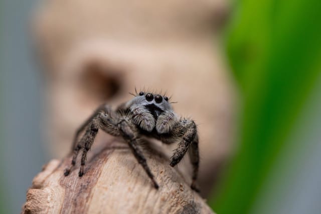 <a href="/pest-guide/spiders/jumping-spiders" class="underline">Jumping Spider</a> (Salticidae)
