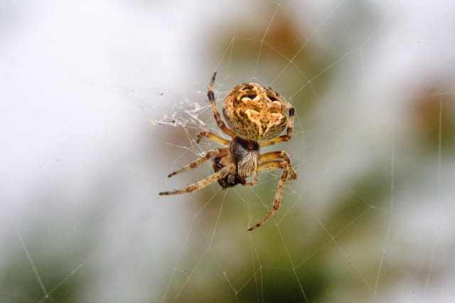 <a herf="/pest-guide/spiders/orb-weaver-spiders" class="underline">Orb-weaver</a> (Araneidae)