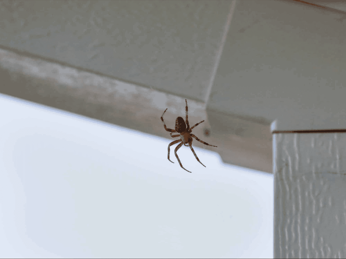 Spider activity around the home