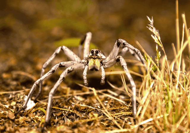 Wolf Spider