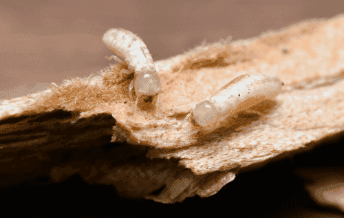 Dry Wood Termites