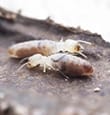 Drywood Termites