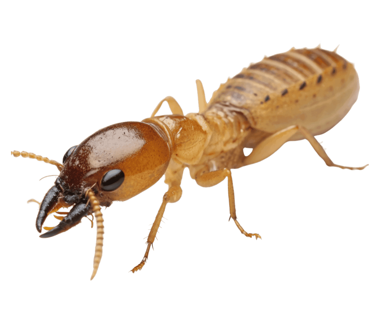 Close-up of termites