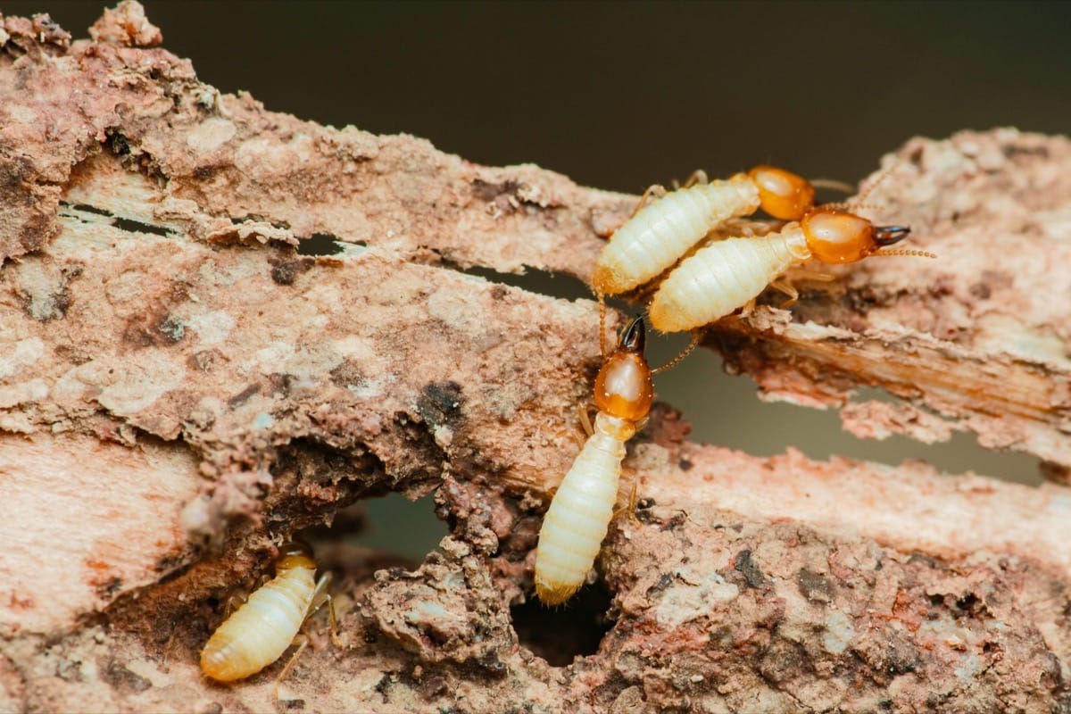 Termites on wood structure