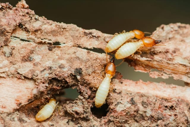 Termite prevention